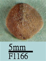 小海膽藏品圖，第1張