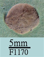 小海膽藏品圖，第1張