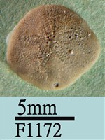 小海膽藏品圖，第1張