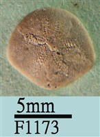 小海膽藏品圖，第1張