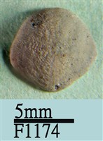 小海膽藏品圖，第1張