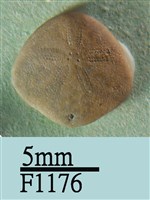 小海膽藏品圖，第1張