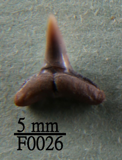 鯊魚下顎齒的圖片