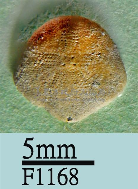 小海膽藏品圖，第1張