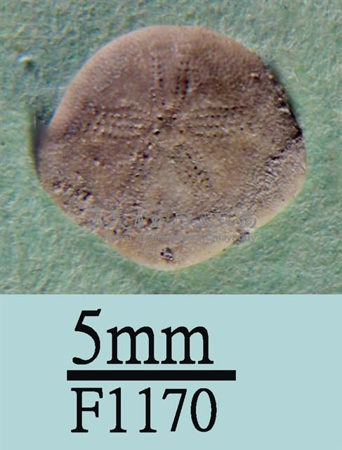 小海膽藏品圖，第1張