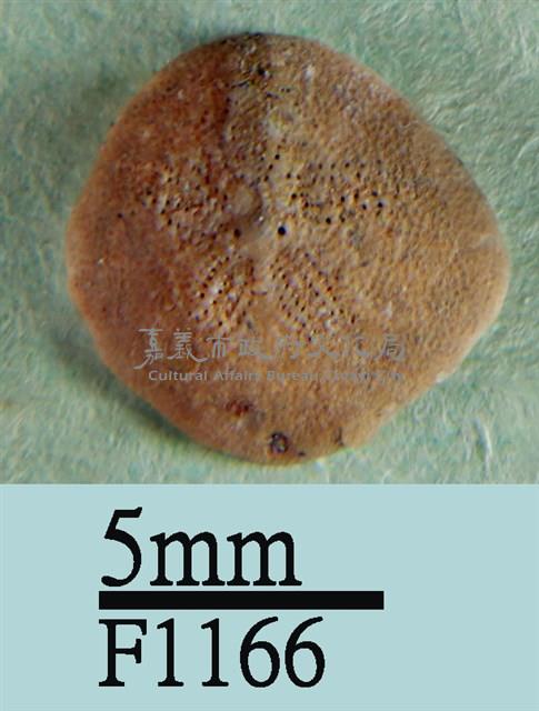 小海膽藏品圖，第1張