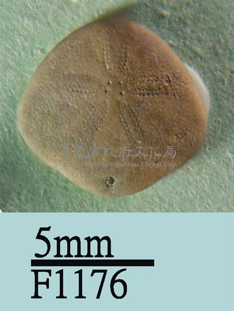小海膽藏品圖，第1張