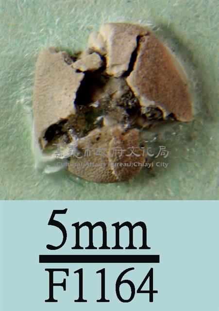小海膽藏品圖，第1張