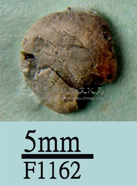 小海膽藏品圖，第1張