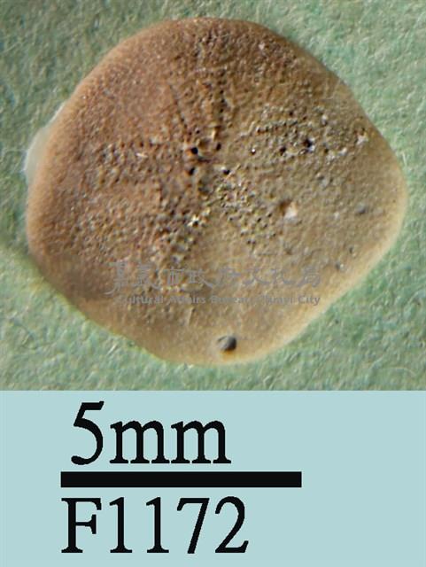 小海膽藏品圖，第1張