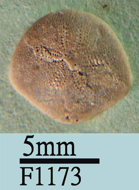 小海膽藏品圖，第1張