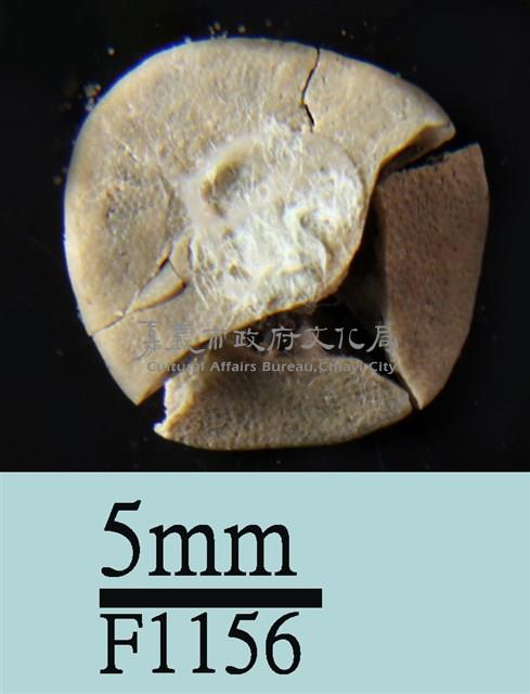 小海膽藏品圖，第2張