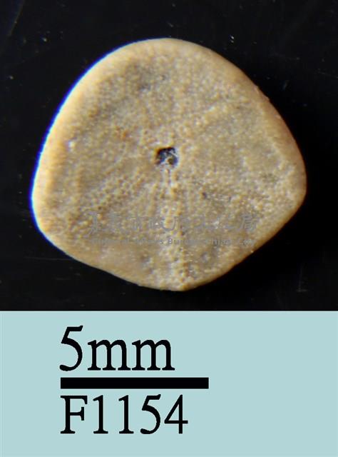 小海膽藏品圖，第2張