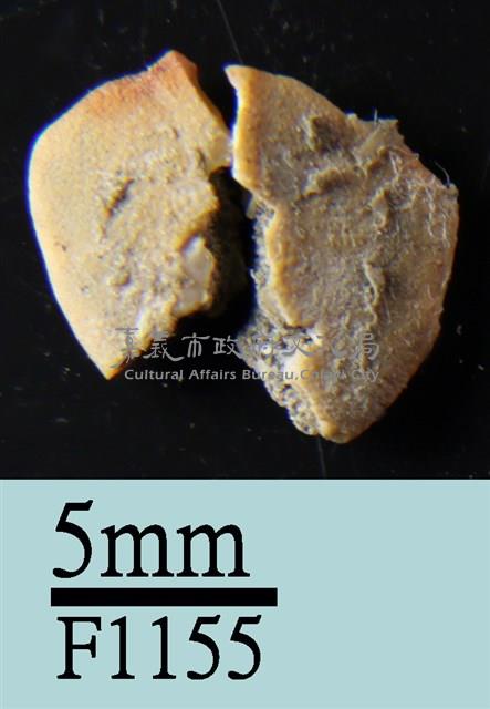 小海膽藏品圖，第2張