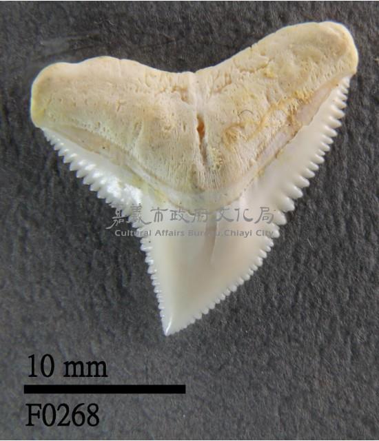 公牛鯊上顎齒藏品圖，第1張