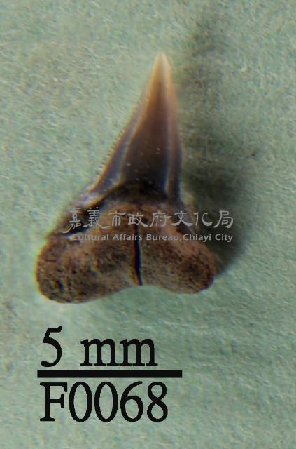 公牛鯊下顎齒藏品圖，第1張