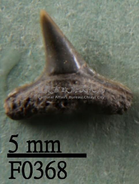 黑邊鰭真鯊下顎齒藏品圖，第1張