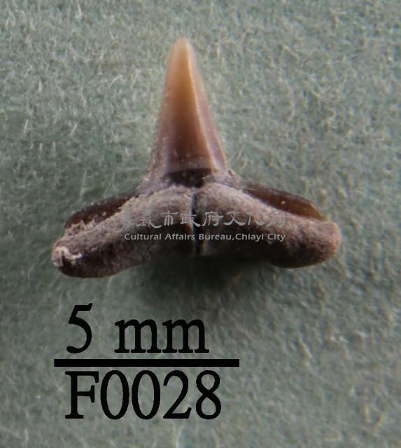 鯊魚下顎齒藏品圖，第1張