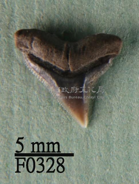 白邊真鯊上顎齒藏品圖，第1張