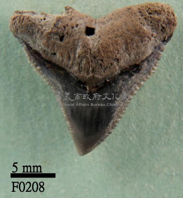 灰色真鯊上顎齒藏品圖，第1張