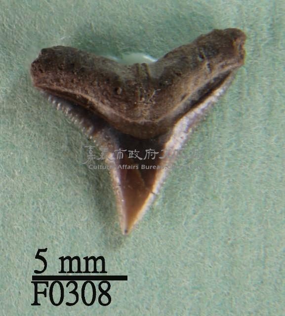 白邊真鯊上顎齒藏品圖，第1張