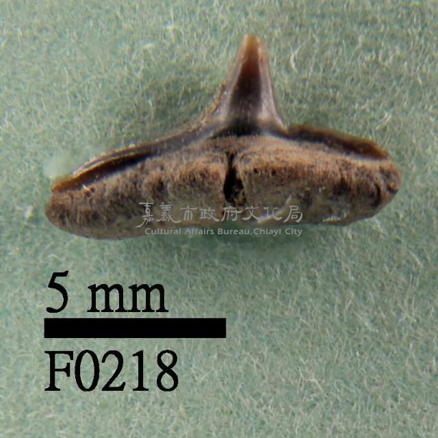 尖頭曲齒鯊下顎齒藏品圖，第1張