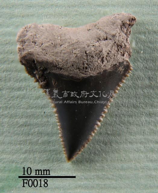 大白鯊上顎齒藏品圖，第1張