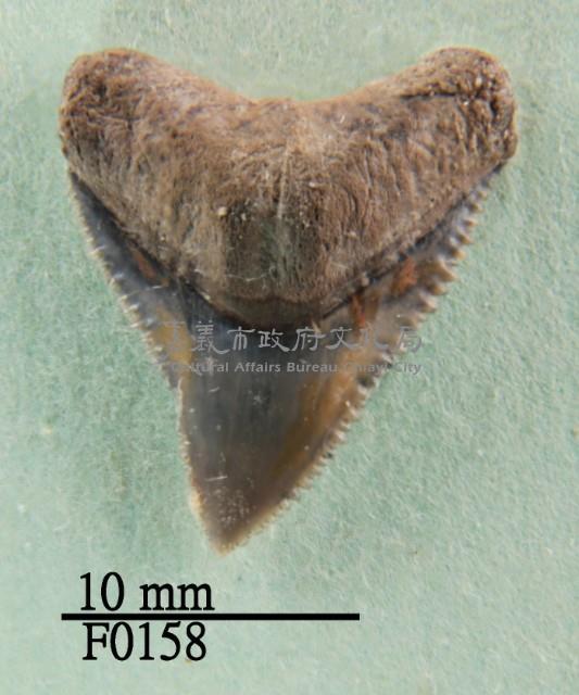 長鰭真鯊上顎齒藏品圖，第1張