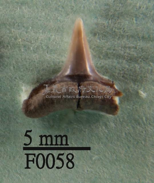 鯊魚下顎齒藏品圖，第1張