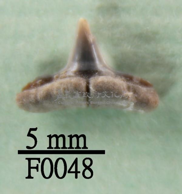 鯊魚下顎齒藏品圖，第1張