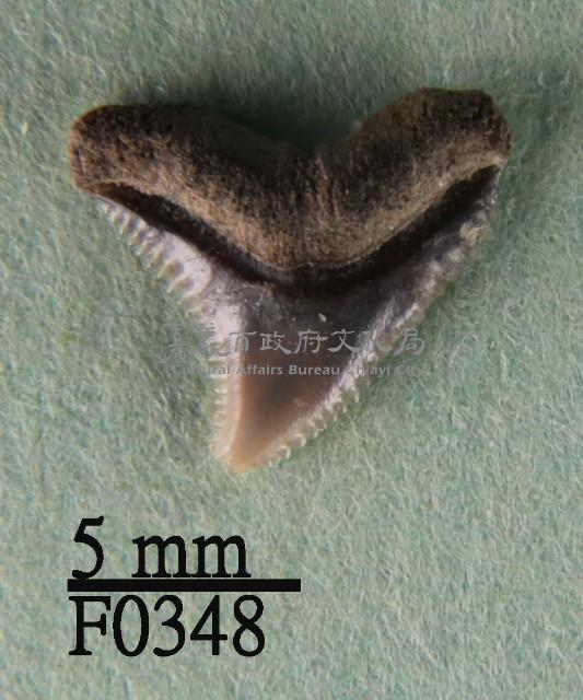 公牛鯊上顎齒藏品圖，第1張