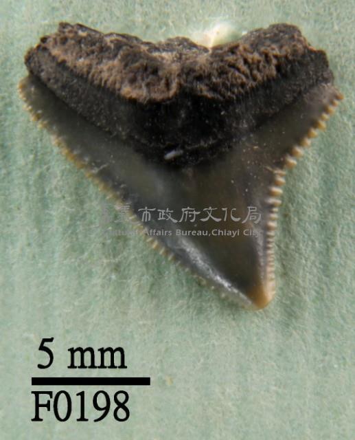 公牛鯊上顎齒藏品圖，第1張