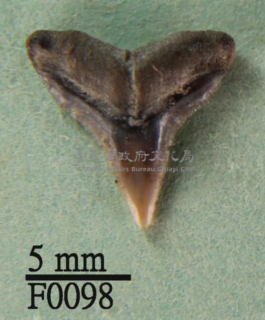 沙洲鯊上顎齒藏品圖，第1張