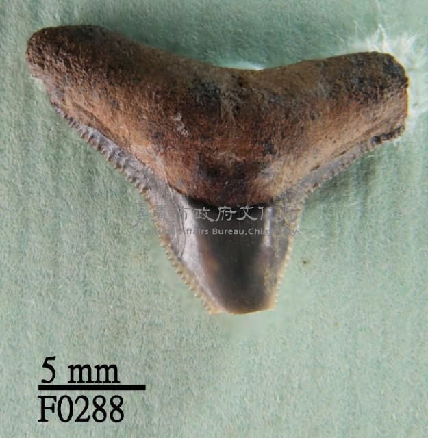 公牛鯊上顎齒藏品圖，第1張