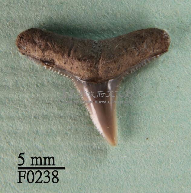 黑邊鰭真鯊上顎齒藏品圖，第1張