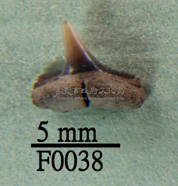 鯊魚(齒)藏品圖，第1張