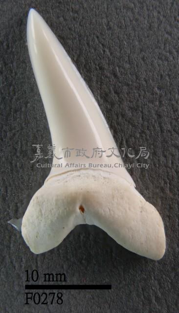 尖吻鯖鯊下顎齒藏品圖，第1張