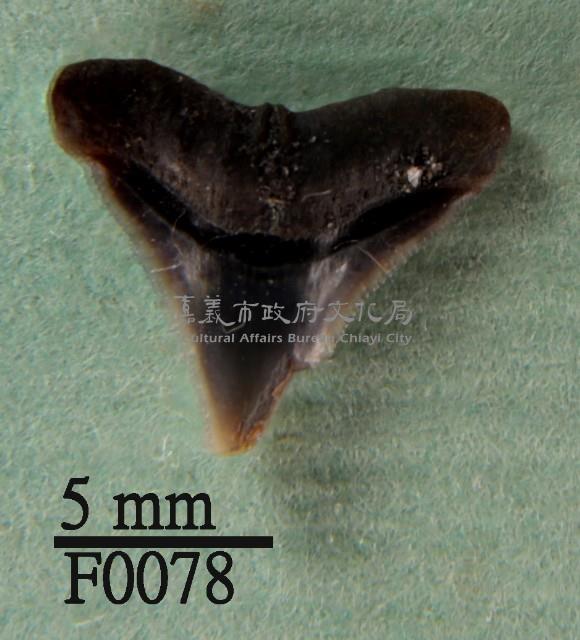 公牛鯊上顎齒藏品圖，第1張