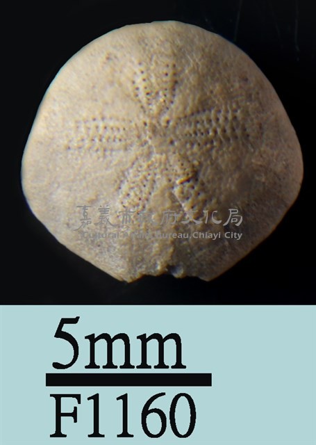 小海膽藏品圖，第1張