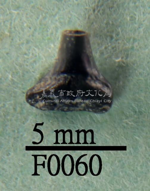 鯊魚下顎齒藏品圖，第1張