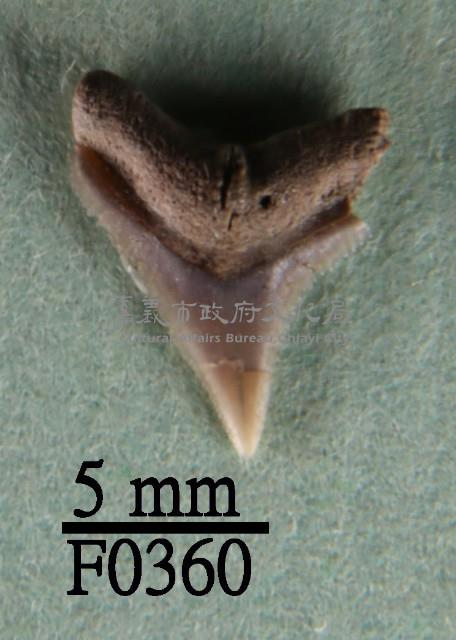 鉛灰真鯊上顎齒藏品圖，第1張