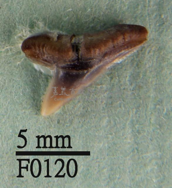 尖頭曲齒鯊上顎齒藏品圖，第1張