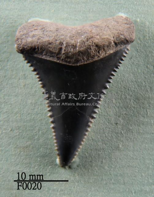 大白鯊上顎齒藏品圖，第1張