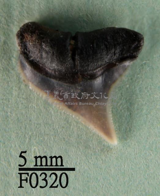 鉛灰真鯊上顎齒藏品圖，第1張