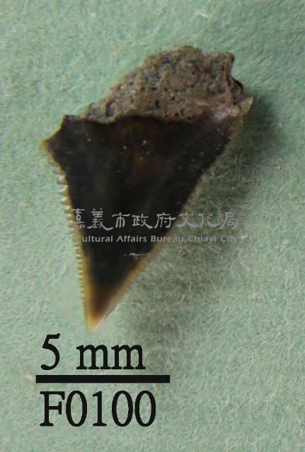 沙洲鯊上顎齒藏品圖，第1張