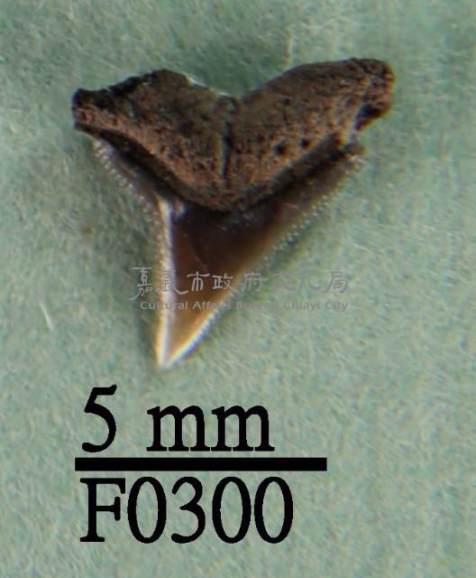 公牛鯊上顎齒藏品圖，第1張