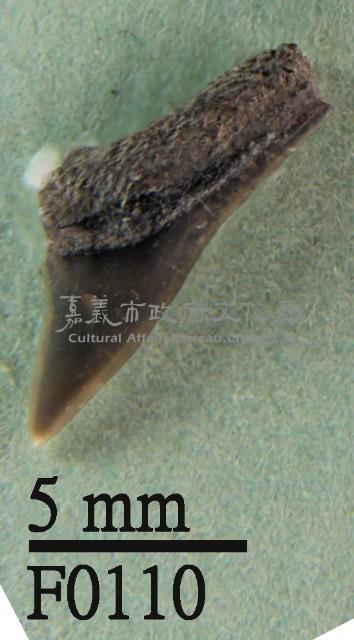鯊魚(齒)藏品圖，第1張