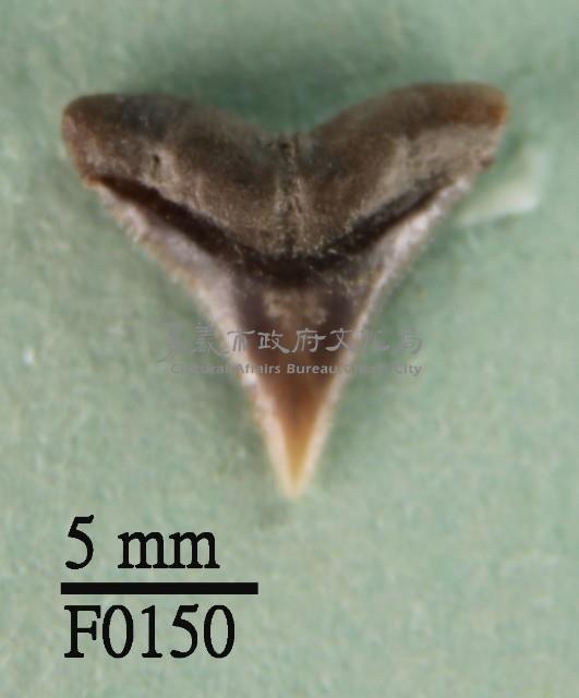 沙洲鯊上顎齒藏品圖，第1張