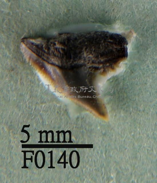 沙拉真鯊上顎齒藏品圖，第1張