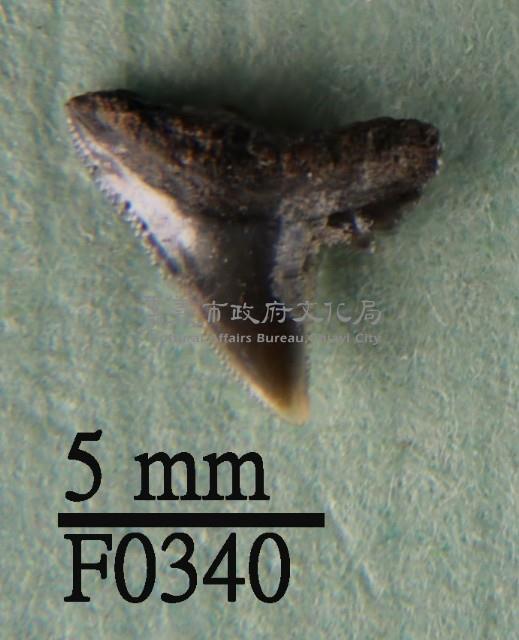 杜氏真鯊上顎齒藏品圖，第1張